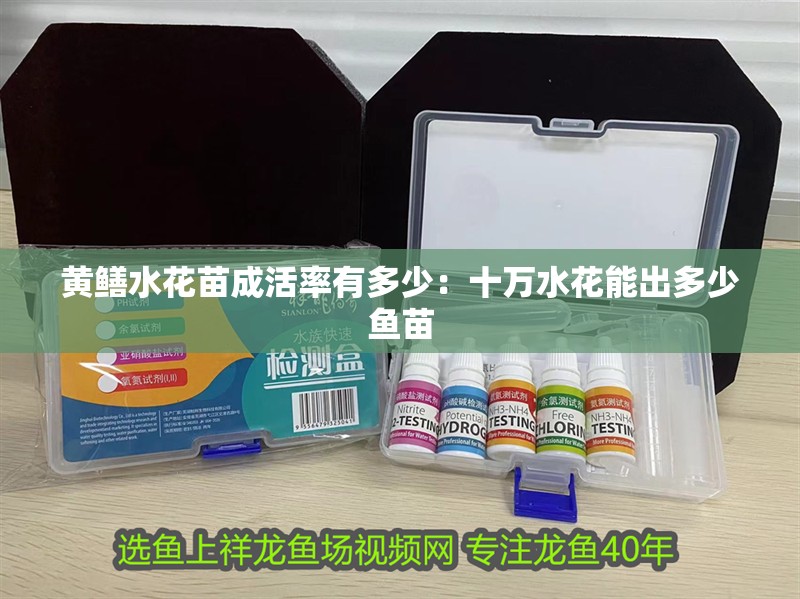 黃鱔水花苗成活率有多少：十萬水花能出多少魚苗