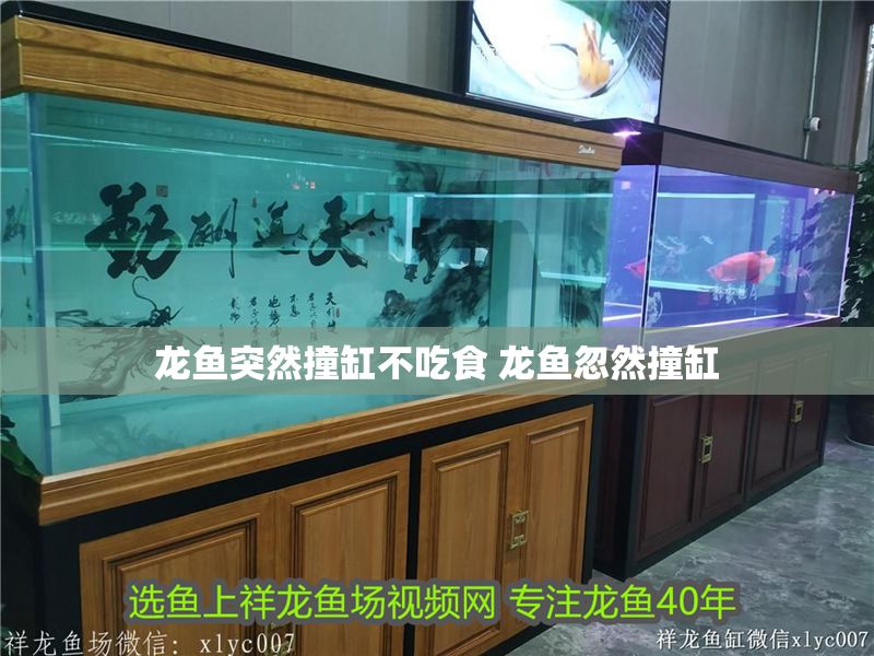 龍魚突然撞缸不吃食 龍魚忽然撞缸 龍魚突然撞缸不吃食 龍魚忽然撞缸 龍魚百科 第1張