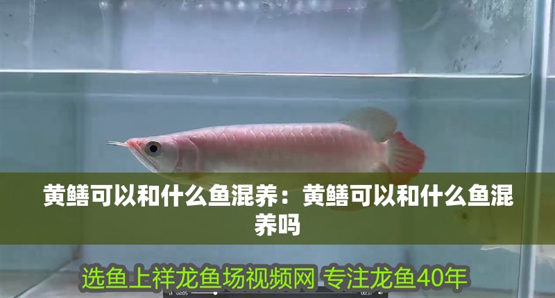黃鱔可以和什么魚混養(yǎng)：黃鱔可以和什么魚混養(yǎng)嗎