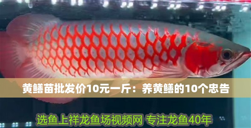 黃鱔苗批發價10元一斤：養黃鱔的10個忠告