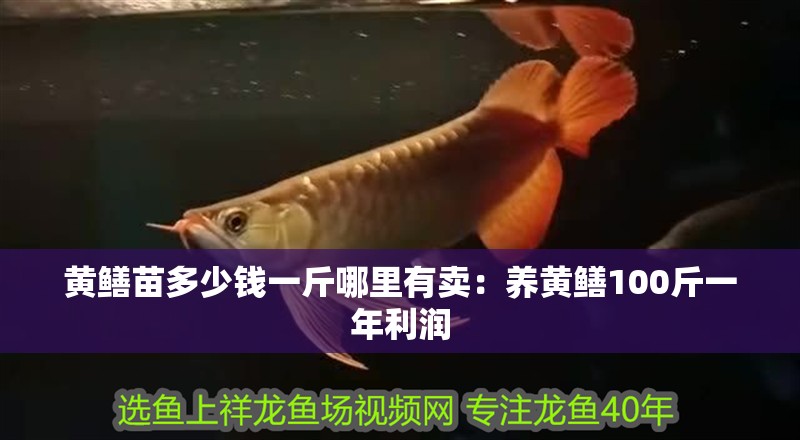 黃鱔苗多少錢一斤哪里有賣:養黃鱔100斤一年利潤 龍魚百科 第1張 黃鱔苗多少錢一斤哪里有賣:養黃鱔100斤一年利潤 黃鱔苗多少錢一斤哪里有賣:養黃鱔100斤一年利潤 龍魚百科 第1張