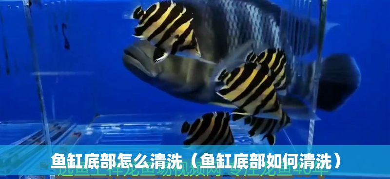 魚缸底部怎么清洗（魚缸底部如何清洗）