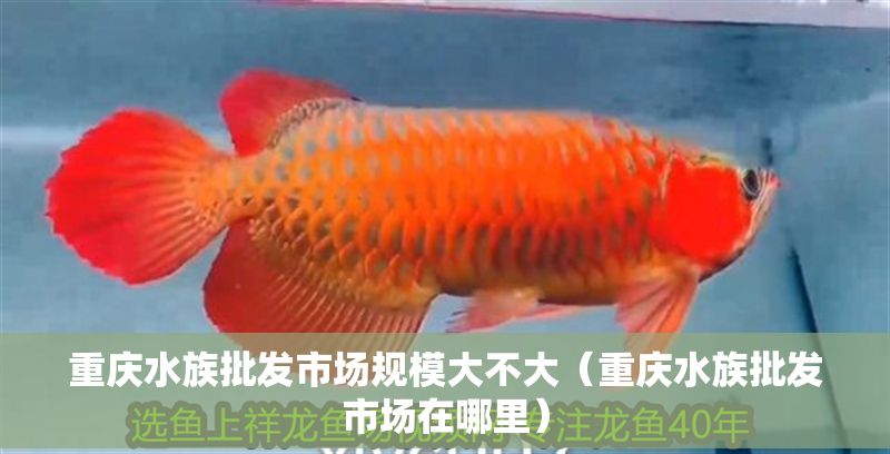 重慶水族批發(fā)市場規(guī)模大不大（重慶水族批發(fā)市場在哪里）