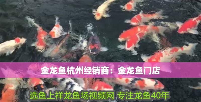 金龍魚杭州經(jīng)銷商：金龍魚門店 金龍魚杭州經(jīng)銷商：金龍魚門店 水族問答