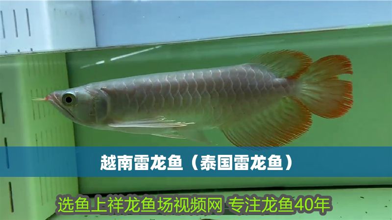 越南雷龍魚（泰國雷龍魚）