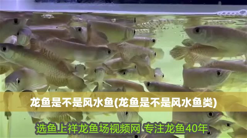 龍魚是不是風水魚(龍魚是不是風水魚類)
