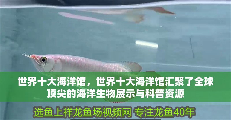 世界十大海洋館，世界十大海洋館匯聚了全球頂尖的海洋生物展示與科普資源