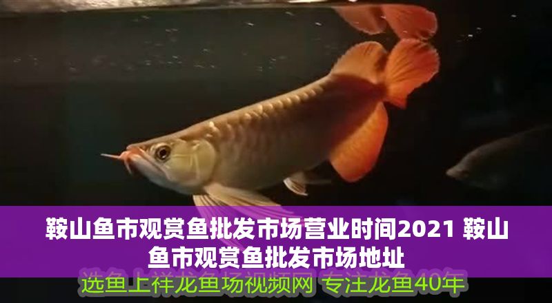 鞍山魚市觀賞魚批發市場營業時間2021 鞍山魚市觀賞魚批發市場地址 龍魚百科 第1張 鞍山魚市觀賞魚批發市場營業時間2021 鞍山魚市觀賞魚批發市場地址 鞍山魚市觀賞魚批發市場營業時間2021 鞍山魚市觀賞魚批發市場地址 龍魚百科 第1張