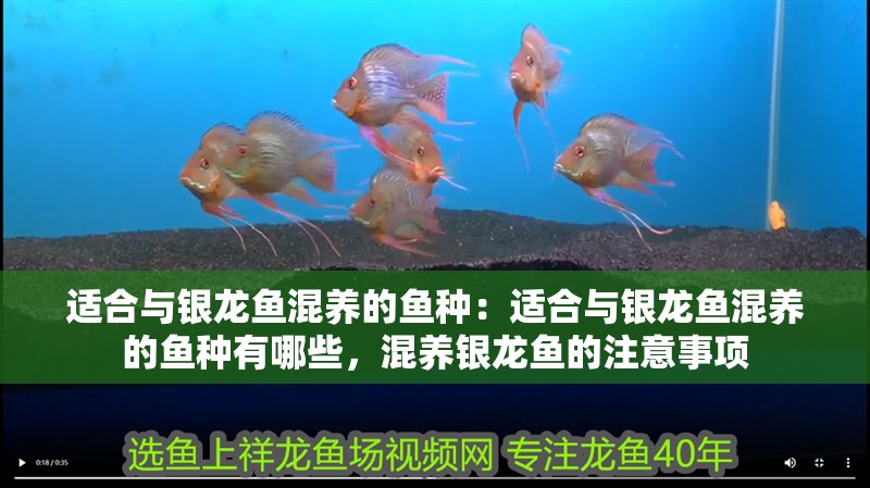 適合與銀龍魚混養的魚種：適合與銀龍魚混養的魚種有哪些，混養銀龍魚的注意事項