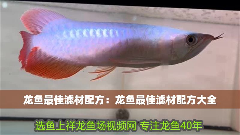 龍魚最佳濾材配方：龍魚最佳濾材配方大全