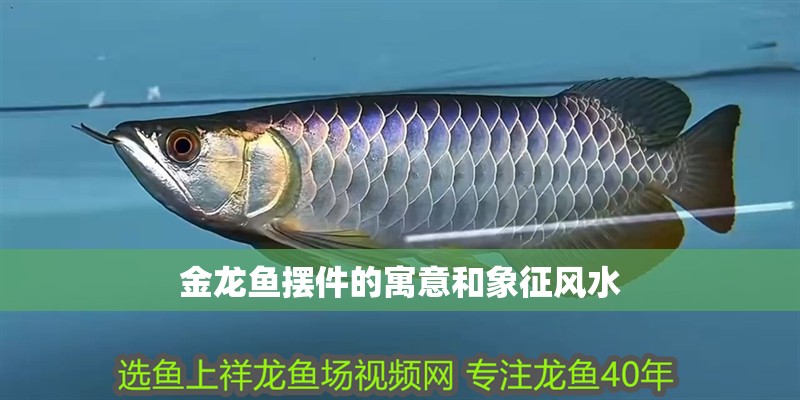金龍魚擺件的寓意和象征風(fēng)水