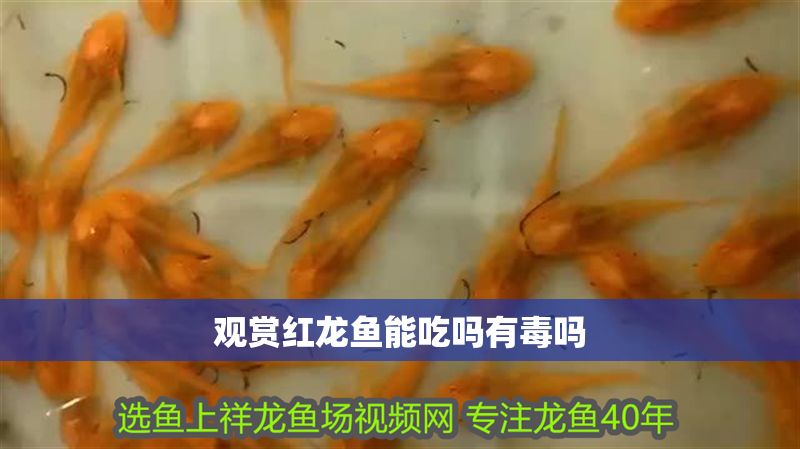 觀賞紅龍魚能吃嗎有毒嗎