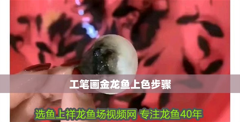工筆畫金龍魚(yú)上色步驟