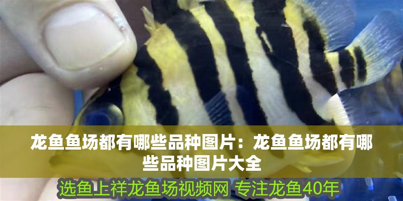 龍魚魚場都有哪些品種圖片:龍魚魚場都有哪些品種圖片大全 水族問答 龍魚魚場都有哪些品種圖片:龍魚魚場都有哪些品種圖片大全 龍魚魚場都有哪些品種圖片:龍魚魚場都有哪些品種圖片大全 水族問答
