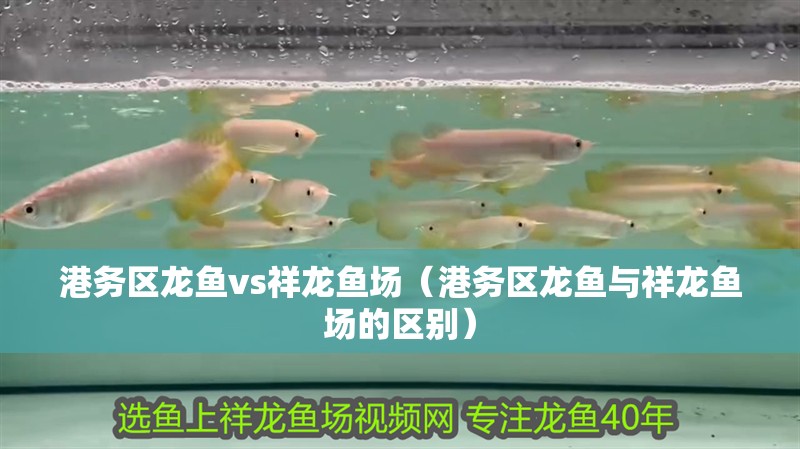 港務區龍魚vs祥龍魚場(港務區龍魚與祥龍魚場的區別) 全國水族館企業名錄 第1張 港務區龍魚vs祥龍魚場(港務區龍魚與祥龍魚場的區別) 港務區龍魚vs祥龍魚場(港務區龍魚與祥龍魚場的區別) 全國水族館企業名錄 第1張