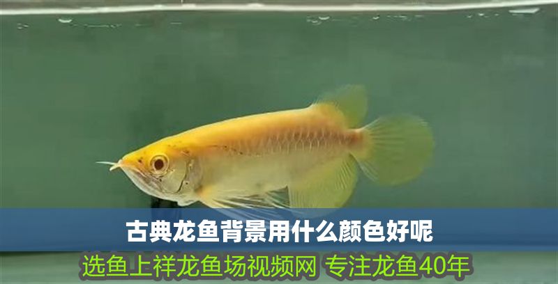 古典龍魚背景用什么顏色好呢