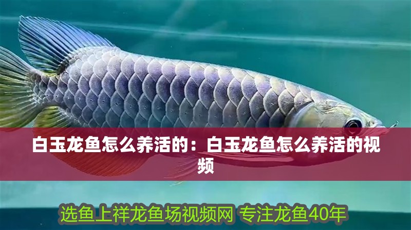 白玉龍魚怎么養(yǎng)活的：白玉龍魚怎么養(yǎng)活的視頻