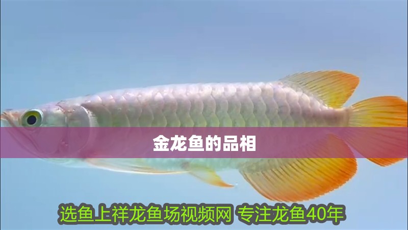 金龍魚的品相