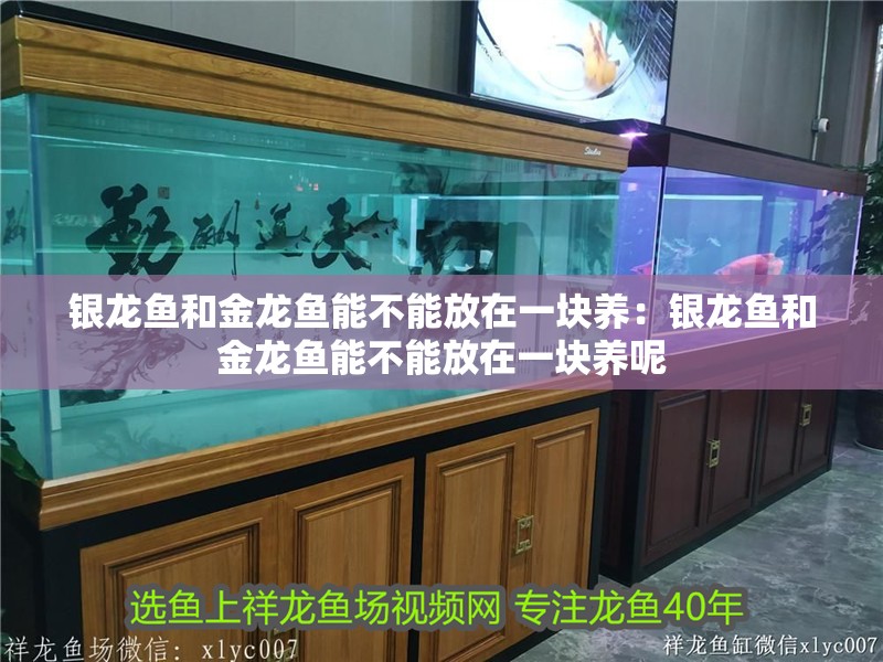 銀龍魚和金龍魚能不能放在一塊養：銀龍魚和金龍魚能不能放在一塊養呢