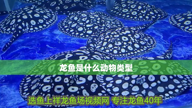 龍魚是什么動物類型