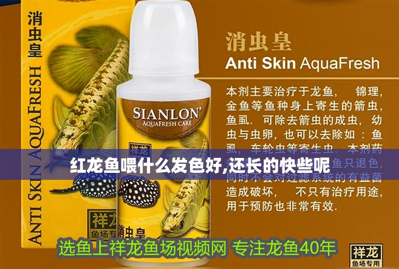 紅龍魚喂什么發色好,還長的快些呢