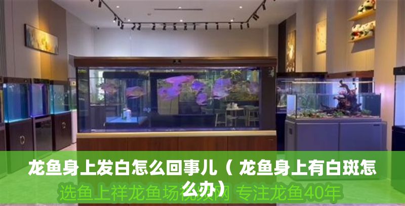 龍魚身上發(fā)白怎么回事兒（ 龍魚身上有白斑怎么辦）