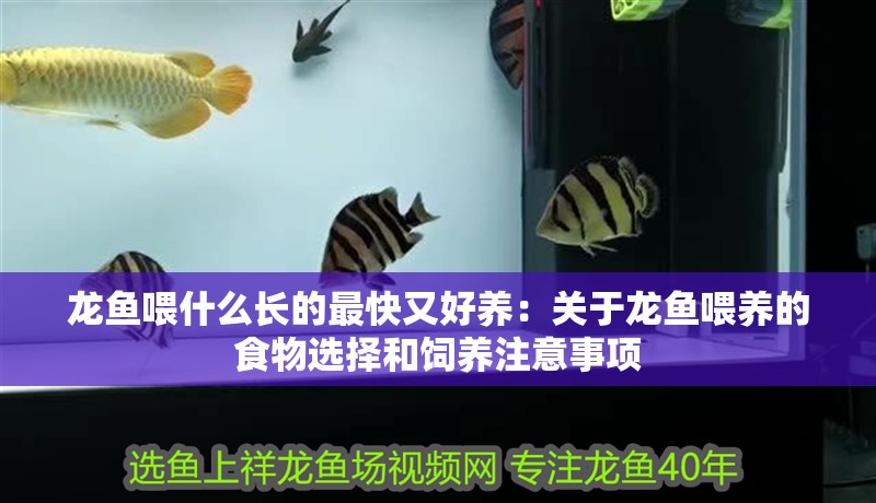 龍魚喂什么長的最快又好養(yǎng)：關(guān)于龍魚喂養(yǎng)的食物選擇和飼養(yǎng)注意事項