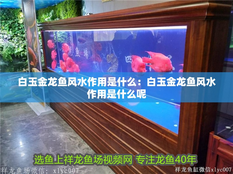 白玉金龍魚風水作用是什么：白玉金龍魚風水作用是什么呢 白玉金龍魚風水作用是什么：白玉金龍魚風水作用是什么呢 水族問答