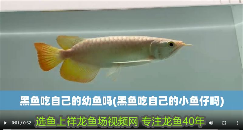 黑魚(yú)吃自己的幼魚(yú)嗎(黑魚(yú)吃自己的小魚(yú)仔嗎)