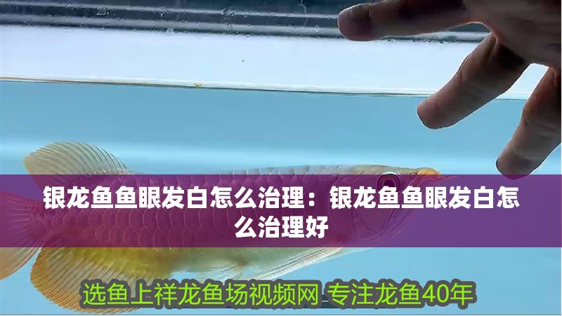 銀龍魚魚眼發(fā)白怎么治理：銀龍魚魚眼發(fā)白怎么治理好
