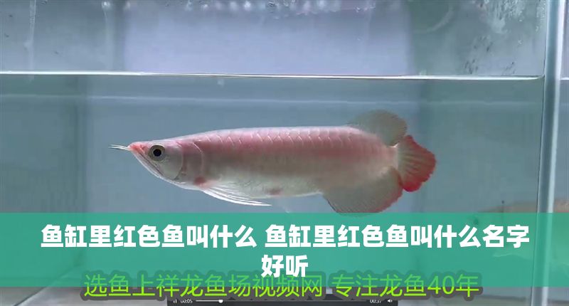 魚缸里紅色魚叫什么 魚缸里紅色魚叫什么名字好聽