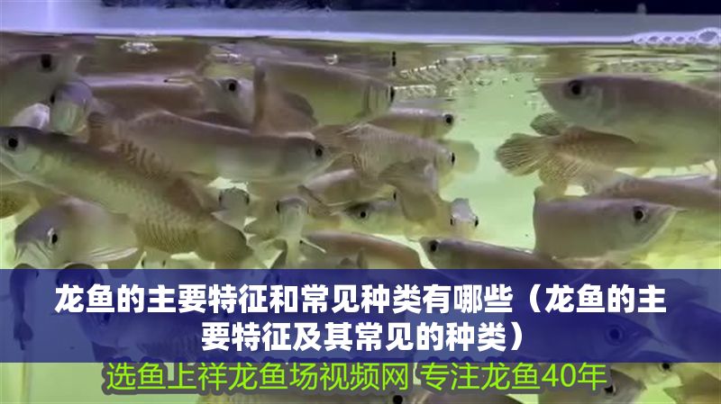 龍魚的主要特征和常見種類有哪些（龍魚的主要特征及其常見的種類）
