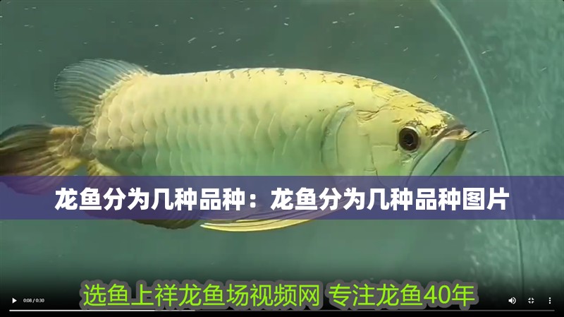龍魚分為幾種品種：龍魚分為幾種品種圖片 龍魚分為幾種品種：龍魚分為幾種品種圖片 水族問答
