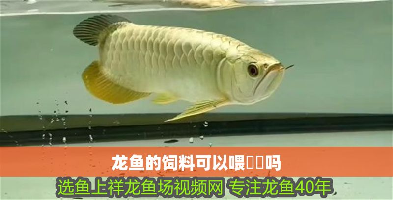 龍魚的飼料可以喂鳑鲏嗎