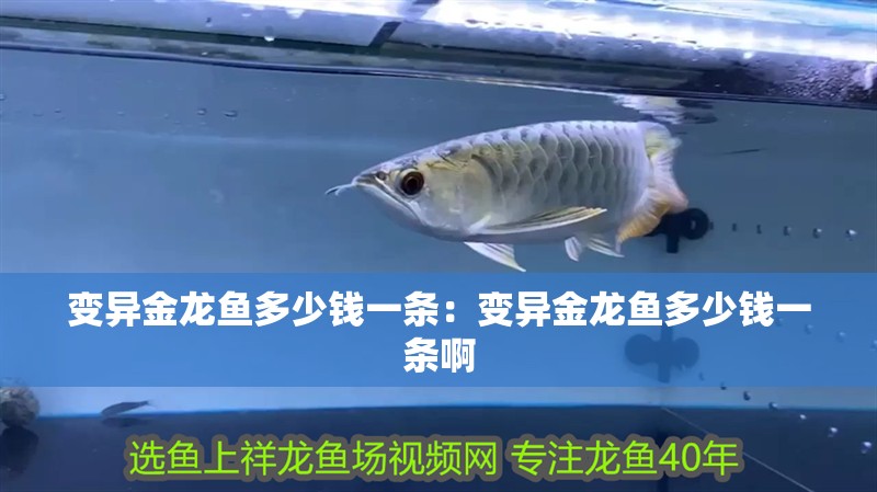 變異金龍魚多少錢一條：變異金龍魚多少錢一條啊 變異金龍魚多少錢一條：變異金龍魚多少錢一條啊 水族問答