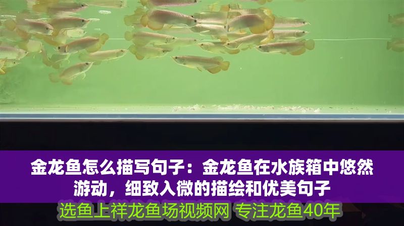金龍魚怎么描寫句子：金龍魚在水族箱中悠然游動，細(xì)致入微的描繪和優(yōu)美句子