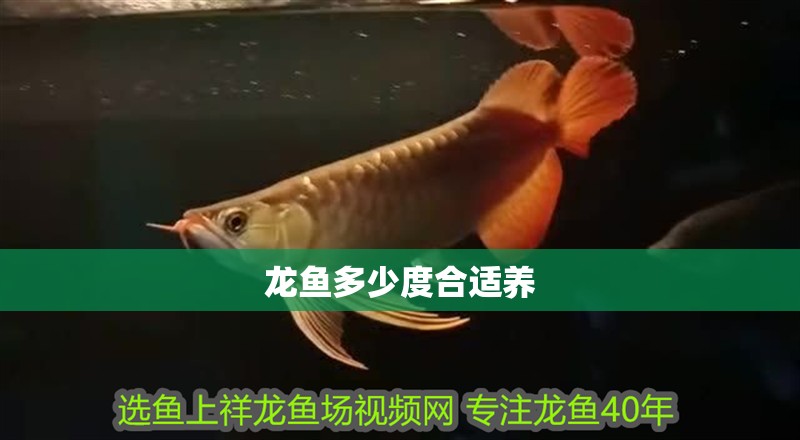 龍魚(yú)多少度合適養(yǎng)