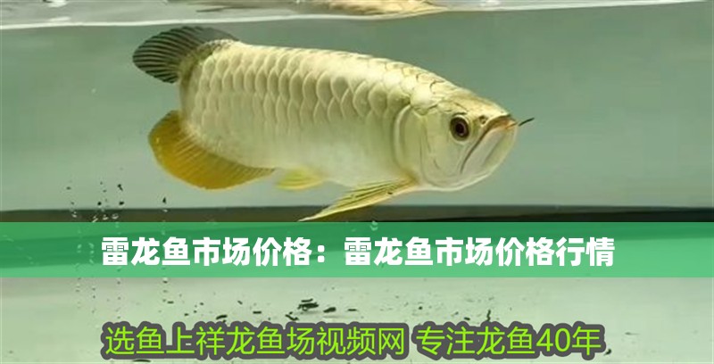 雷龍魚市場價格：雷龍魚市場價格行情