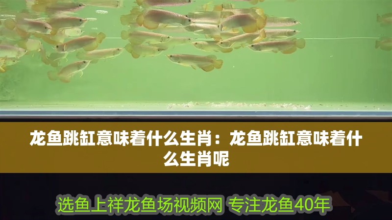 龍魚跳缸意味著什么生肖：龍魚跳缸意味著什么生肖呢
