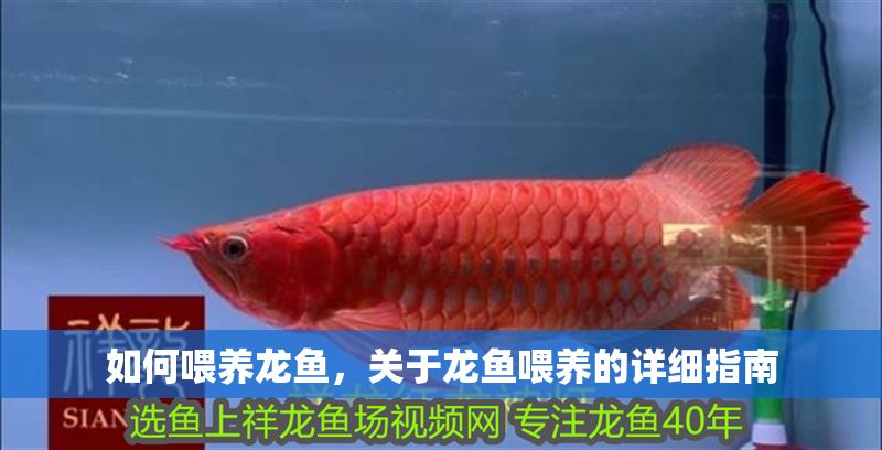 如何喂養龍魚，關于龍魚喂養的詳細指南