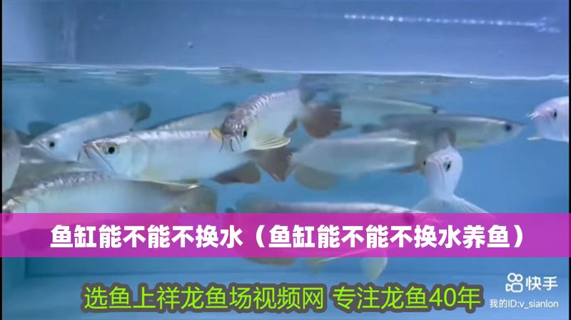 魚(yú)缸能不能不換水（魚(yú)缸能不能不換水養(yǎng)魚(yú)）