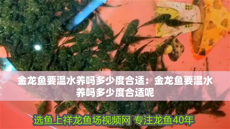 金龍魚要溫水養嗎多少度合適：金龍魚要溫水養嗎多少度合適呢