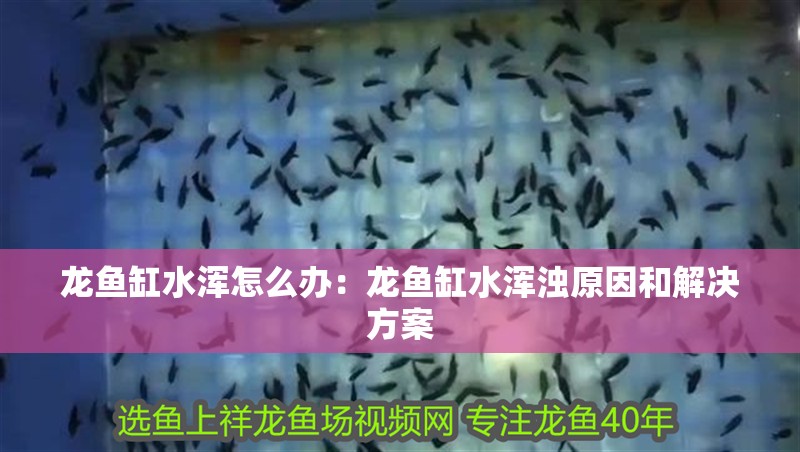 龍魚缸水渾怎么辦：龍魚缸水渾濁原因和解決方案
