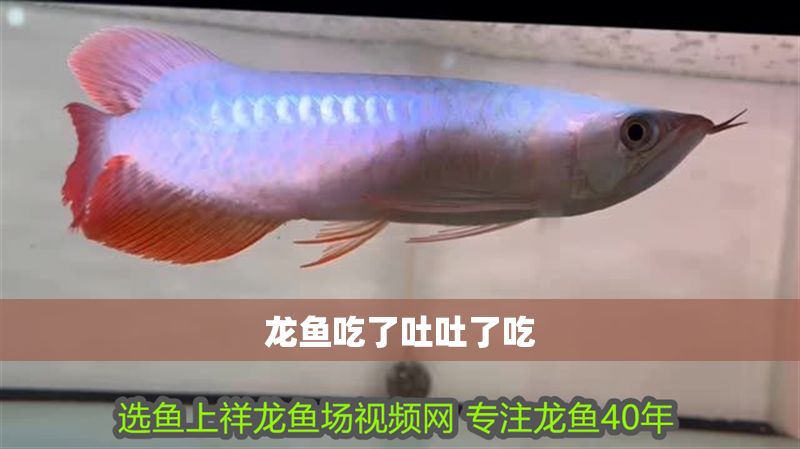 龍魚吃了吐吐了吃