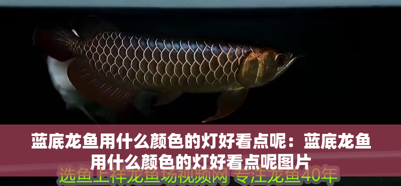 藍(lán)底龍魚用什么顏色的燈好看點(diǎn)呢：藍(lán)底龍魚用什么顏色的燈好看點(diǎn)呢圖片