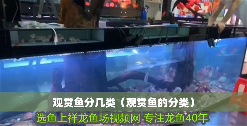 觀賞魚分幾類（觀賞魚的分類）