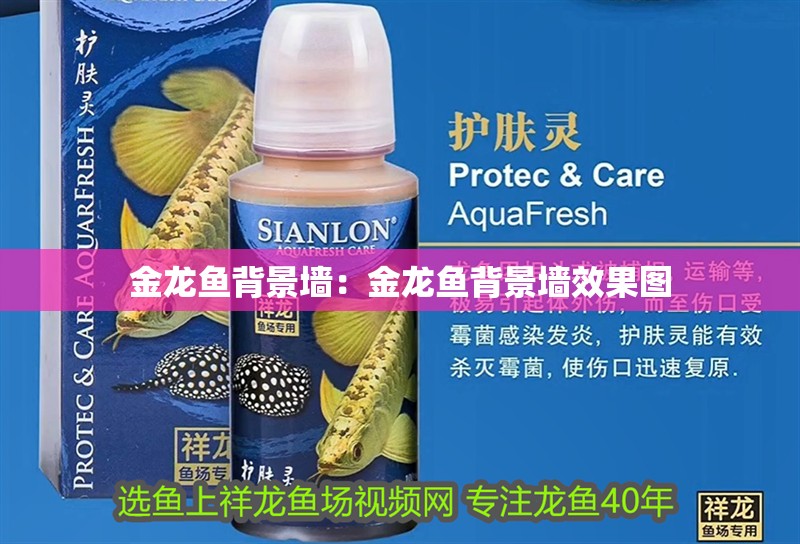 金龍魚背景墻：金龍魚背景墻效果圖 金龍魚背景墻：金龍魚背景墻效果圖 水族問答