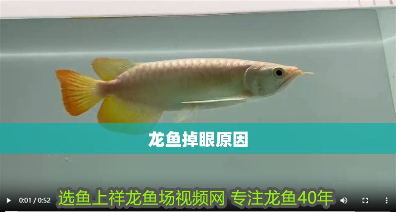 龍魚掉眼原因