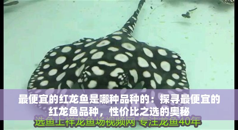 最便宜的紅龍魚是哪種品種的：探尋最便宜的紅龍魚品種，性價(jià)比之選的奧秘