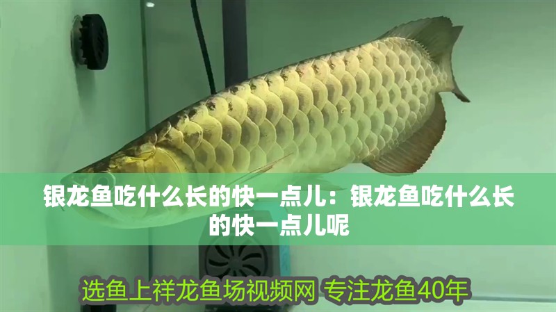 過背金龍魚幾年過背(過背金龍魚多大就停止爬背了)